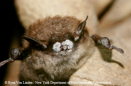 bat